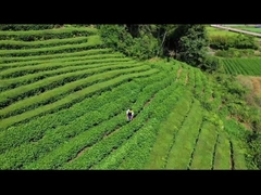 Elektrische Heggenschaar